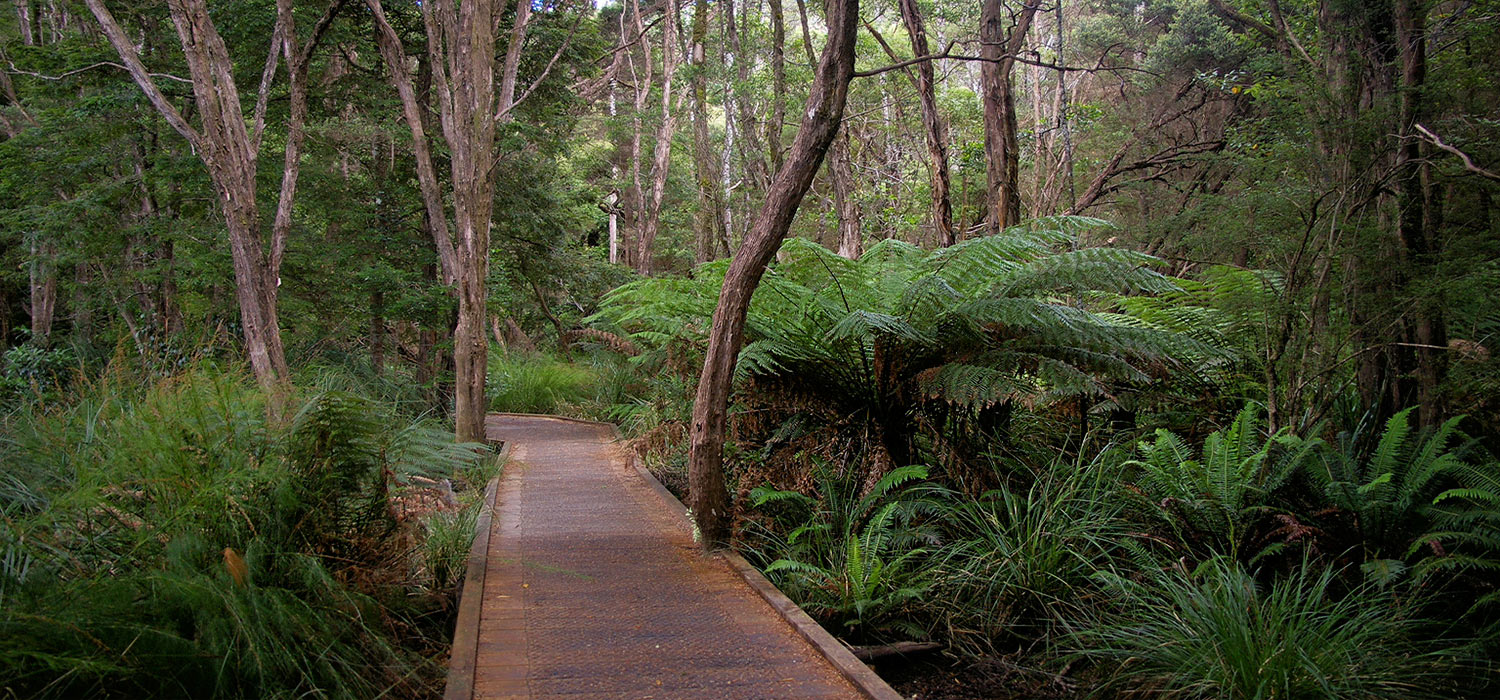 A walk in the rainforest in Corrina