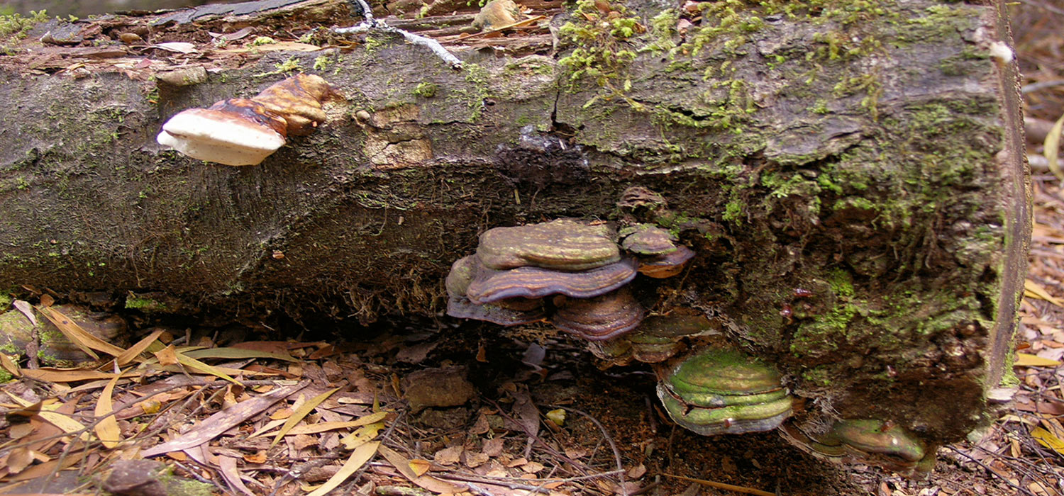 Fungus in the rainforest