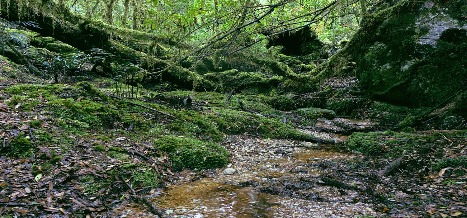 Corinna rainforest