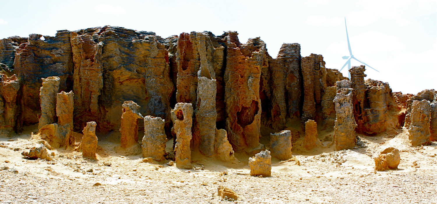 Petrified trees