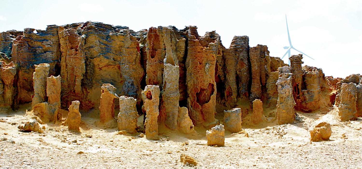 Petrified forest