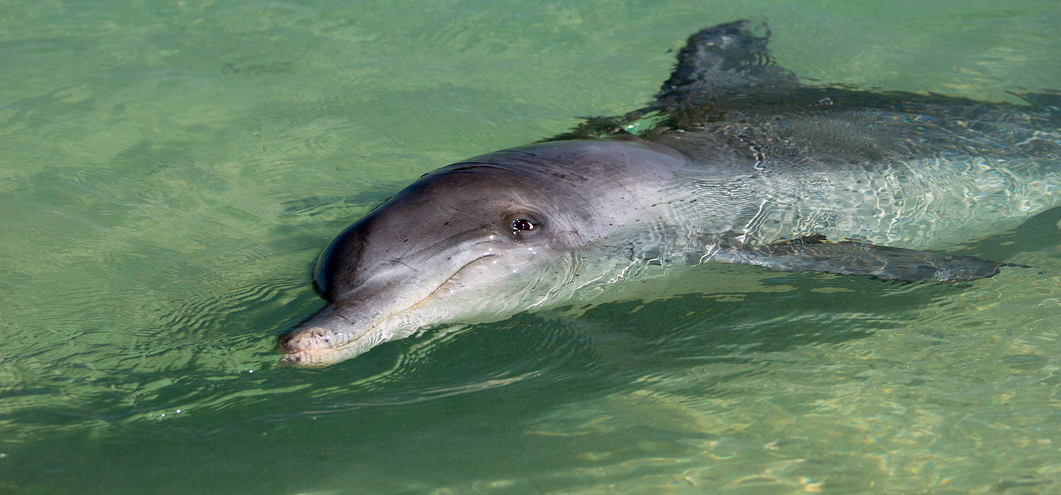 Dolphin at Monkey Mia