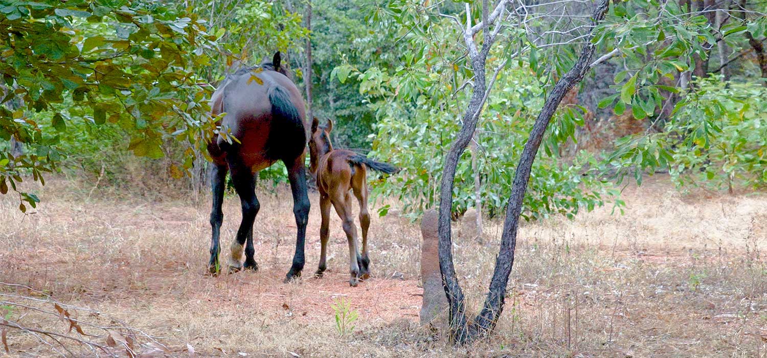 Horses roam wild in Cape York