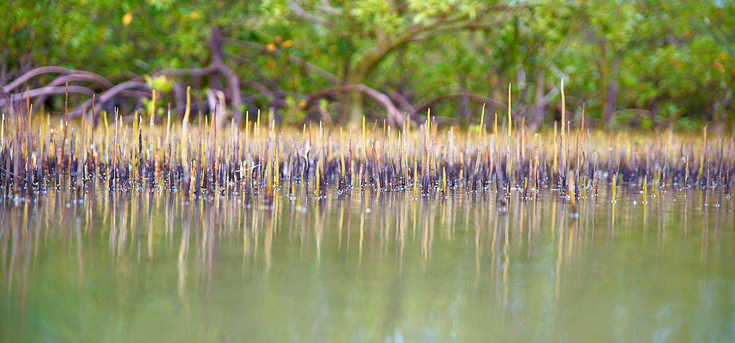 Mangroves at Weipa 