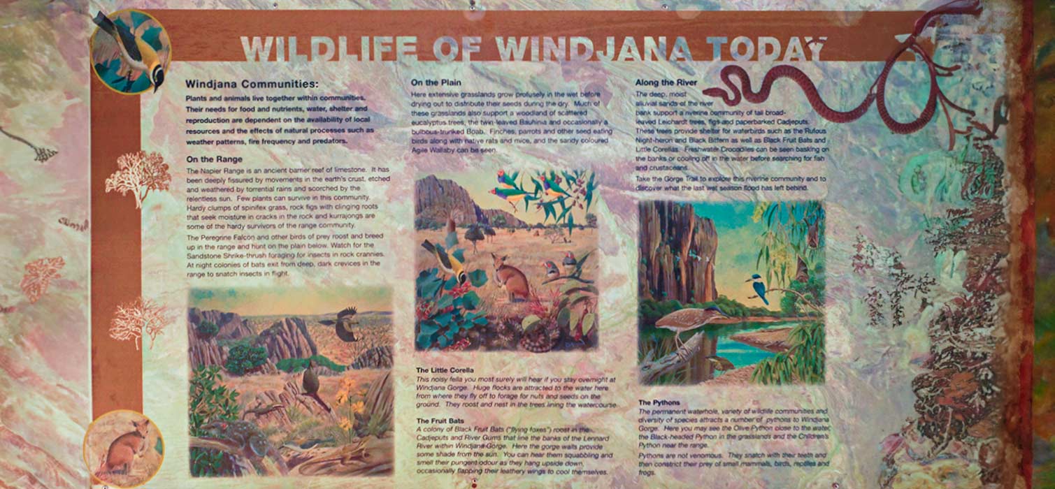 The wildlife at Windjana Gorge