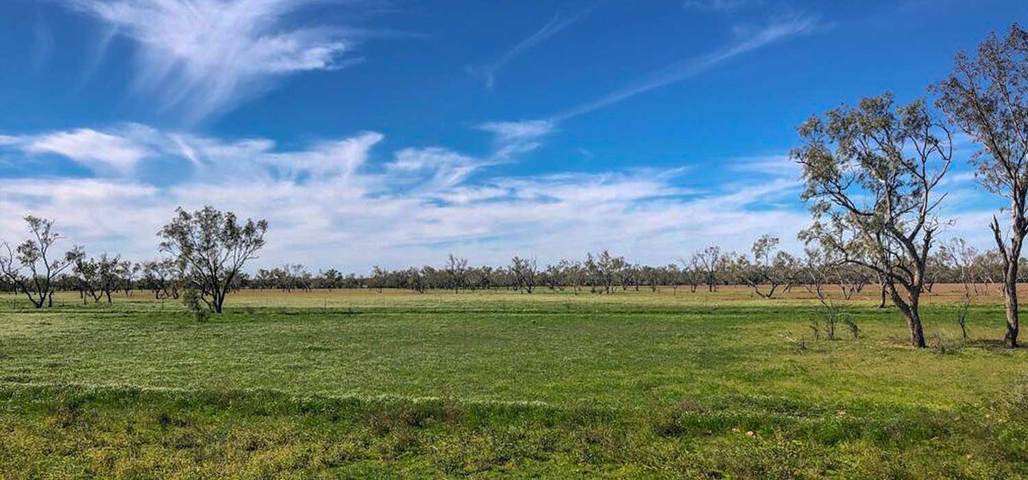 Paddocks so green after the floods